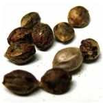 Семена марихуаны АК-47  (Seeds AK-47) в Лебедяни